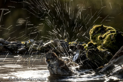 Haussperling-Z7II-036907