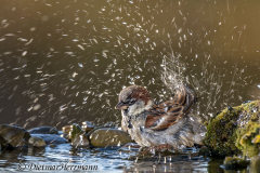 Haussperling-Z7II-038882