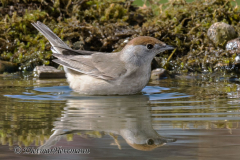 Moenchsgrasmuecke-Z7-068658