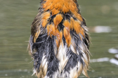 Rotkehlchen-Z7II-019037