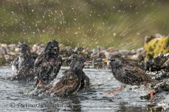 Star-D850b-054275