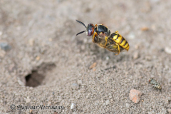 040-Bienenwolf-mit-Biene-D850b-075811