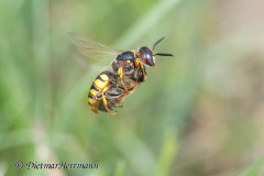 052-Bienenwolf-mit-Biene-D850b-076812