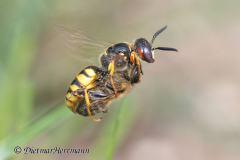 054-Bienenwolf-mit-Biene-D850b-076818