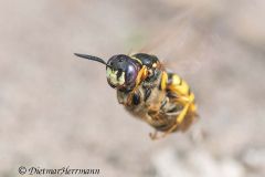 056-Bienenwolf-mit-Biene-D850b-076830