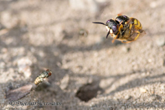 070-Bienenwolf-mit-Biene-D850b-076135
