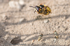 080-Bienenwolf-mit-Biene-D850b-076140