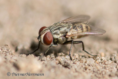 160-Fliege-Bienenwolfparasit-D850b-076852-7