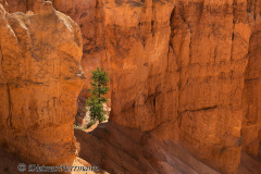 Bryce-Canyon-Kiefer-zwischen-Sandsteintuermen-D800E-035562