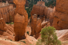 Bryce-Canyon-kleine-Kiefer-Sandsteinfigur-D800E-035612