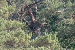 Feldberg-Schwarzmilanhorst-Z7II-139251