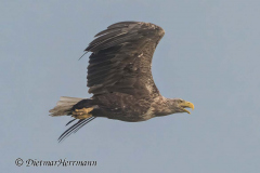 Feldberg-Seeadler-Z9-229639
