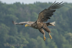 Feldberg-Seeadler-Z9-229657
