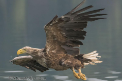 Feldberg-Seeadler-Z9-229666