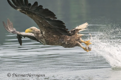 Feldberg-Seeadler-Z9-229674