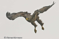 Feldberg-Seeadler-Z9-229997_DxO