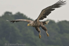Feldberg-Seeadler-Z9-230002