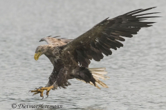 Feldberg-Seeadler-Z9-230017