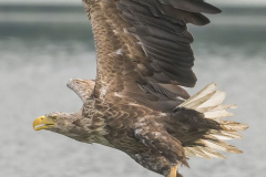 Feldberg-Seeadler-Z9-230027