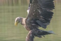 Feldberg-Seeadler-Z9-230493-hoch
