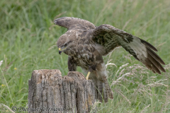 Feldberg-Maeusebussard-Z9-233057