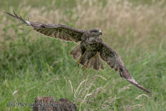 Feldberg-Maeusebussard-Z9-233516