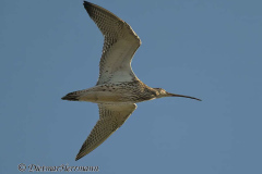 Feldberg-Brachvogel-Z9-231679