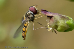 Feldberg-Schwebfliege-Z9-230951