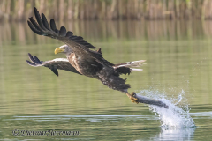 Feldberg-Seeadler-Z9-230495