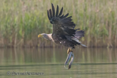 Feldberg-Seeadler-Z9-230505