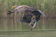Feldberg-Seeadler-Z9-230506