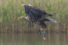 Feldberg-Seeadler-Z9-230508