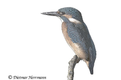 Eisvogel-Z7-035201