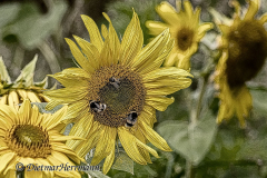 SH-Sonnenblume-Hummel-Z7II-015852