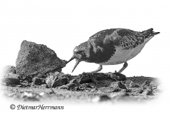 SH-Steinwaelzer-Z7II-006501