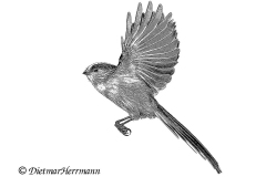 Schwanzmeise-D850-276430