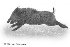 Wildschwein-D500-227376