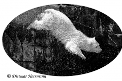 Zoo-Eisbaer-D850-253791