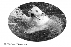 Zoo-Eisbaer-Nana-Z7-015895