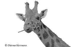 Zoo-Giraffe-D850b-056906