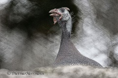 Zoo-Perlhuhn-Z7II-030116