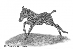 Zoo-Zebra-D850b-039745