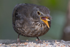 Amsel-Z9-100112