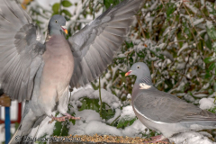 Ringeltaube-Z8-034294-crop