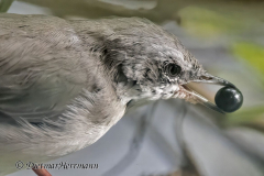Klappergrasmuecke-Z9-278757-Crop