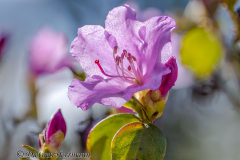 Azalee-Z9-100466-74-crop