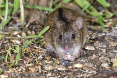 Brandmaus-Z9-266282