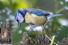 Blaumeise-Z7II-130635