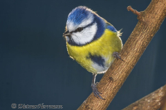 Blaumeise-Z9-090305