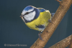Blaumeise-Z9-090306